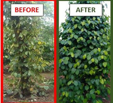 Load image into Gallery viewer, EarthWorks - Replenish 10-2-5 Standard Grade Organic Fertilizer