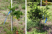 Load image into Gallery viewer, EarthWorks - Replenish 5-4-5 Standard Grade Organic Fertilizer