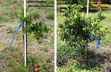 Load image into Gallery viewer, Earthworks Tree Fertilizers 2