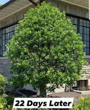Load image into Gallery viewer, Earthworks Sea 3 Liquid Fertilizer - tree 22 days later