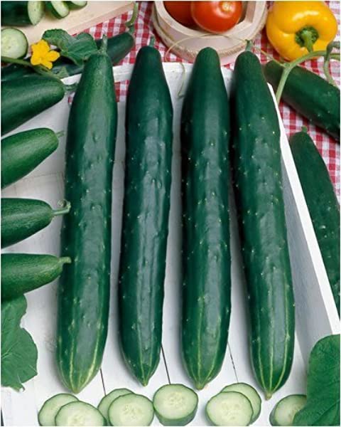How to Grow and Plant Cucumbers  Caring for & Watering Cucumbers – Bonnie  Plants