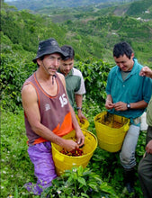 Load image into Gallery viewer, Colombians picking La Colombe Colombia San Roque Coffee beans