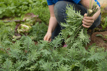 Load image into Gallery viewer, Arugula