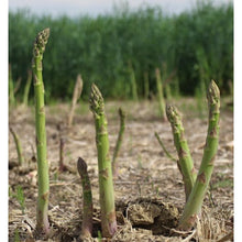 Load image into Gallery viewer, Asparagus Mary Washington