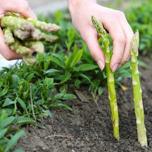 Load image into Gallery viewer, Asparagus Mary Washington
