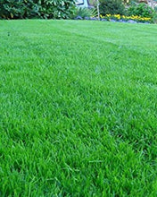 Load image into Gallery viewer, Athletic Pro Seed Mix - 50/50 Kentucky Bluegrass, Perennial Rye