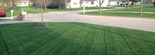 Load image into Gallery viewer, Barenbrug Turf Blue HGT Grass Seed lawn closeup