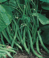 Load image into Gallery viewer, Bean - Earliserve - Bush