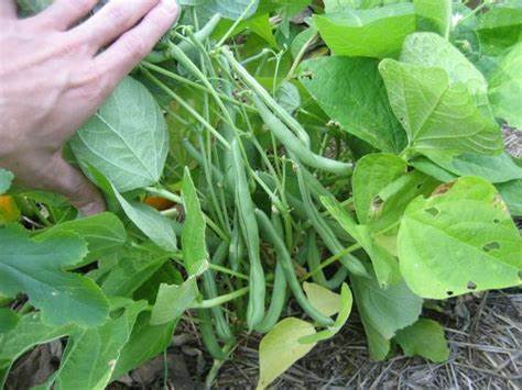 planting blue lake bush bean seeds Livingston Seed Y4010 Blue Lake Bush Bean Seed, Bean, 13 g Pack