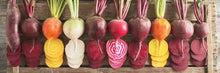 Load image into Gallery viewer, Beet - Ruby Queen