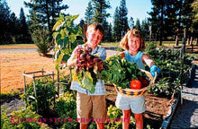 Load image into Gallery viewer, Beet - Ruby Queen