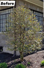 Load image into Gallery viewer, Earthworks Sea 3 Liquid Fertilizer - tree before