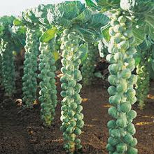 Load image into Gallery viewer, Brussels Sprouts - Long Island Improved