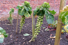 Load image into Gallery viewer, Brussels Sprouts - Long Island Improved