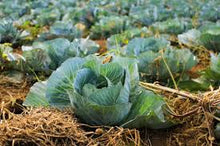 Load image into Gallery viewer, Cabbage - Early Jersey Wakefield