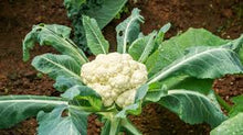 Load image into Gallery viewer, Cauliflower - SNOWBALL, EARLY
