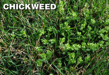 Load image into Gallery viewer, Q4 Plus Herbicide kills Chickweed