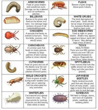 Load image into Gallery viewer, Common Lawn Pests
