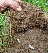 Load image into Gallery viewer, Common Lawn White Grubs
