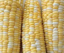 Load image into Gallery viewer, Corn - DOUBLE SWEET