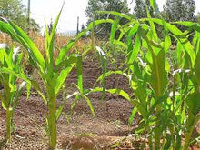 Load image into Gallery viewer, Corn - DOUBLE SWEET