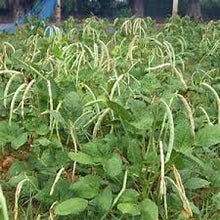 Load image into Gallery viewer, COWPEA - CALIFORNIA BLACKEYE