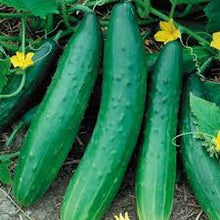 Load image into Gallery viewer, Cucumber - Green Dragon Burpless