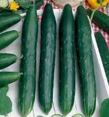 Load image into Gallery viewer, Cucumber - Green Dragon Burpless