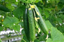Load image into Gallery viewer, Cucumber - Muncher, Burpless