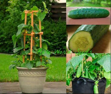 Load image into Gallery viewer, Cucumber - Spacemaster