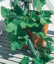 Load image into Gallery viewer, Cucumber - Spacemaster