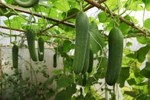 Load image into Gallery viewer, Cucumber - Spacemaster