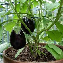 Load image into Gallery viewer, Eggplant - BLACK BEAUTY