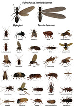 Load image into Gallery viewer, Tick Killz insects