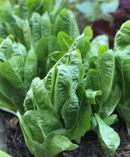 Load image into Gallery viewer, Lettuce - Baby Romaine