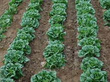 Load image into Gallery viewer, Lettuce - Baby Romaine
