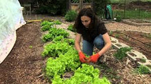 Load image into Gallery viewer, Lettuce - Select Salad Blend