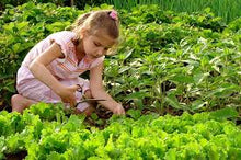 Load image into Gallery viewer, Lettuce - Select Salad Blend