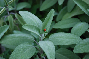 Livingston Herb Seeds - Sage in Garden 2