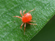 Load image into Gallery viewer, Tick Killz - 8 Oz Concentrate - 100% Natural & Organic