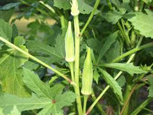 Load image into Gallery viewer, Okra - DWARF LONG POD GREEN