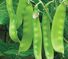 Load image into Gallery viewer, Peas - SUGAR SNAP