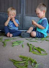 Load image into Gallery viewer, Peas - SUGAR SNAP
