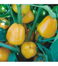 Load image into Gallery viewer, Pepper - YELLOW