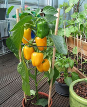 Load image into Gallery viewer, Pepper - YELLOW