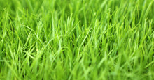 Load image into Gallery viewer, A-1 COMMERCIAL CONTRACTORS GRASS SEED PERENNIAL RYE GRASS