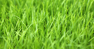 A-1 COMMERCIAL CONTRACTORS GRASS SEED PERENNIAL RYE GRASS