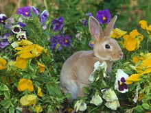 Load image into Gallery viewer, Deer Scram Repellent Granular, Organic & All Natural - 25 Pounds