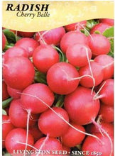 Load image into Gallery viewer, Radish - CHERRY BELLE