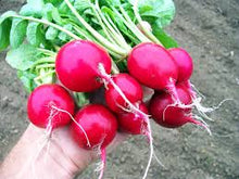 Load image into Gallery viewer, Radish - CHERRY BELLE